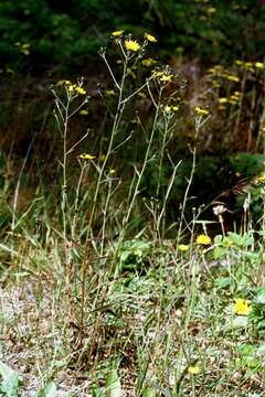 Image of smooth hawkweed