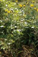 Image of smooth hawkweed