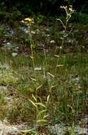 Image of smooth hawkweed