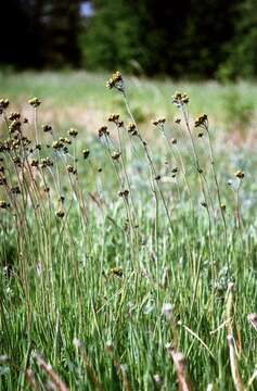 Imagem de <i>Pilosella cymosa</i> var. <i>pubescens</i>