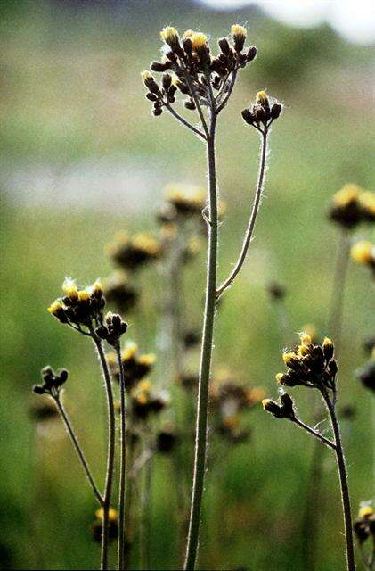 Image of <i>Pilosella cymosa</i> var. <i>pubescens</i>