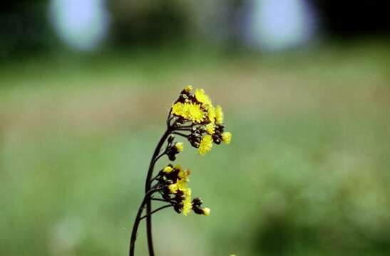 Image of <i>Pilosella cymosa</i> var. <i>pubescens</i>