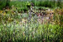 Image of <i>Pilosella cymosa</i> var. <i>pubescens</i>