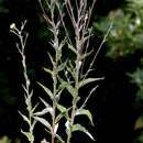 Image of Hieracium sabaudum subsp. virgultorum (Jord.) Zahn