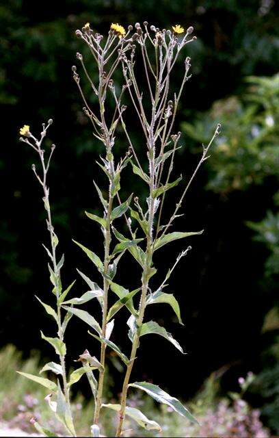 Image of Hieracium sabaudum subsp. virgultorum (Jord.) Zahn
