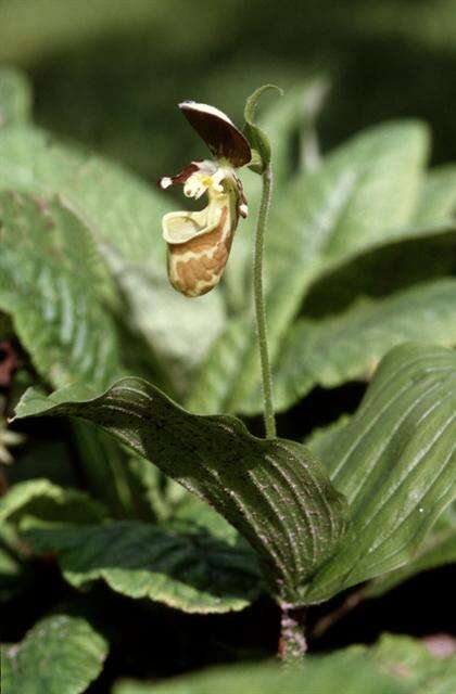 Image of Spotted lady slipper