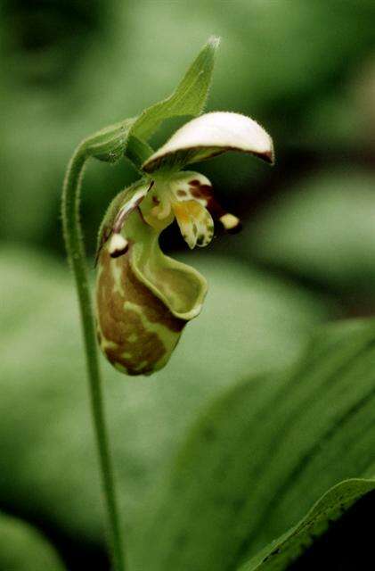 Image of Spotted lady slipper