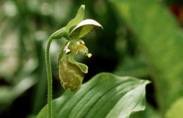 Image of Spotted lady slipper