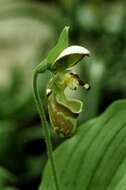 Image of Spotted lady slipper