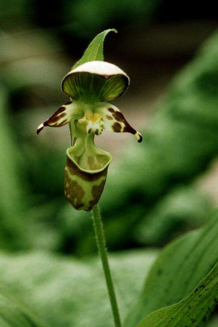 Image of Spotted lady slipper