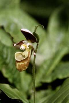 Image of Spotted lady slipper