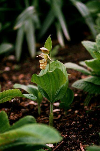 Image of Spotted lady slipper