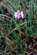 Image of Dactylorhiza majalis subsp. sphagnicola (Höppner) H. A. Pedersen & Hedrén