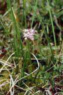 Image of Dactylorhiza majalis subsp. sphagnicola (Höppner) H. A. Pedersen & Hedrén