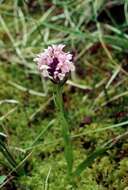 Image of Dactylorhiza majalis subsp. sphagnicola (Höppner) H. A. Pedersen & Hedrén