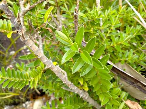 Sivun Veronica elliptica G. Forster kuva