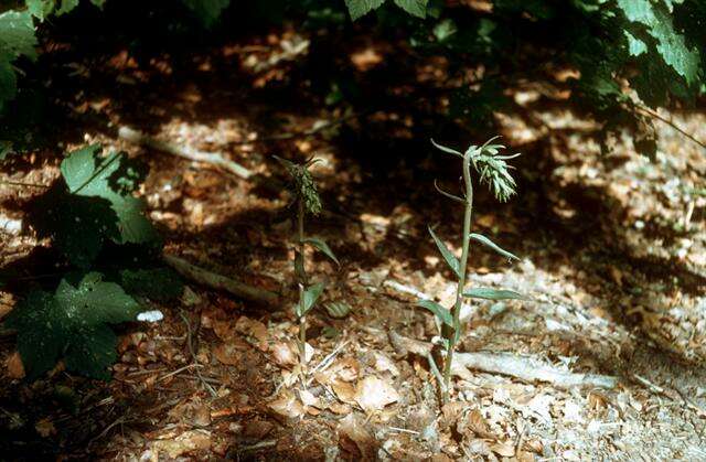 Image of Helleborine