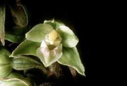 Image of Helleborine