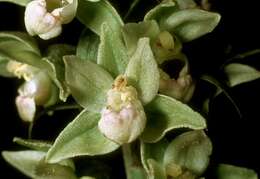 Image of Helleborine