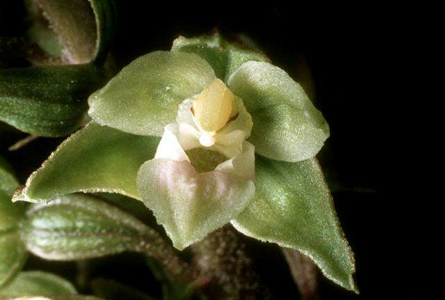 Image of Helleborine