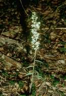 Image of Helleborine