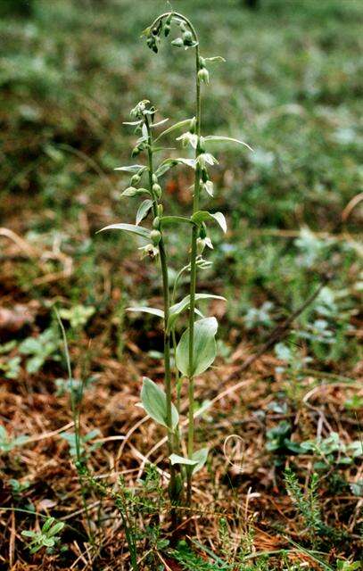 Image of Green-Flowered Helleborne