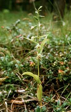 Image of Green-Flowered Helleborne