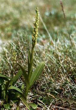 Image of Northern green orchid