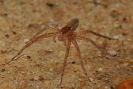 Imagem de Lycosidae