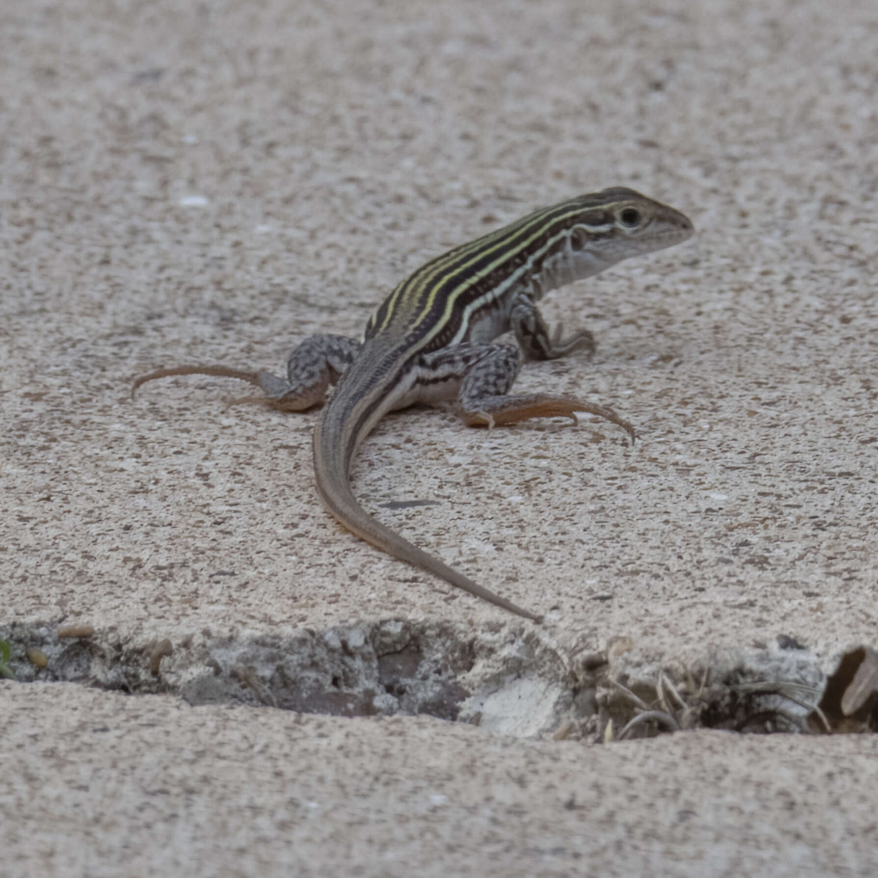 Image of Common Spotted Whiptail