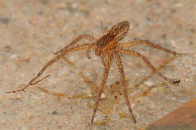 Image of wolf spiders