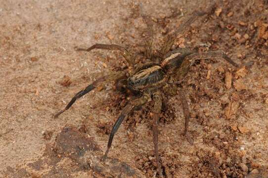 Image of wolf spiders