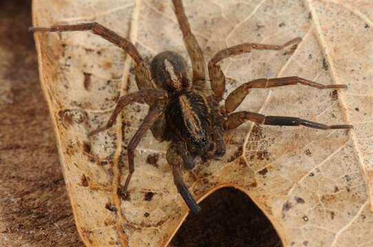 Image of wolf spiders