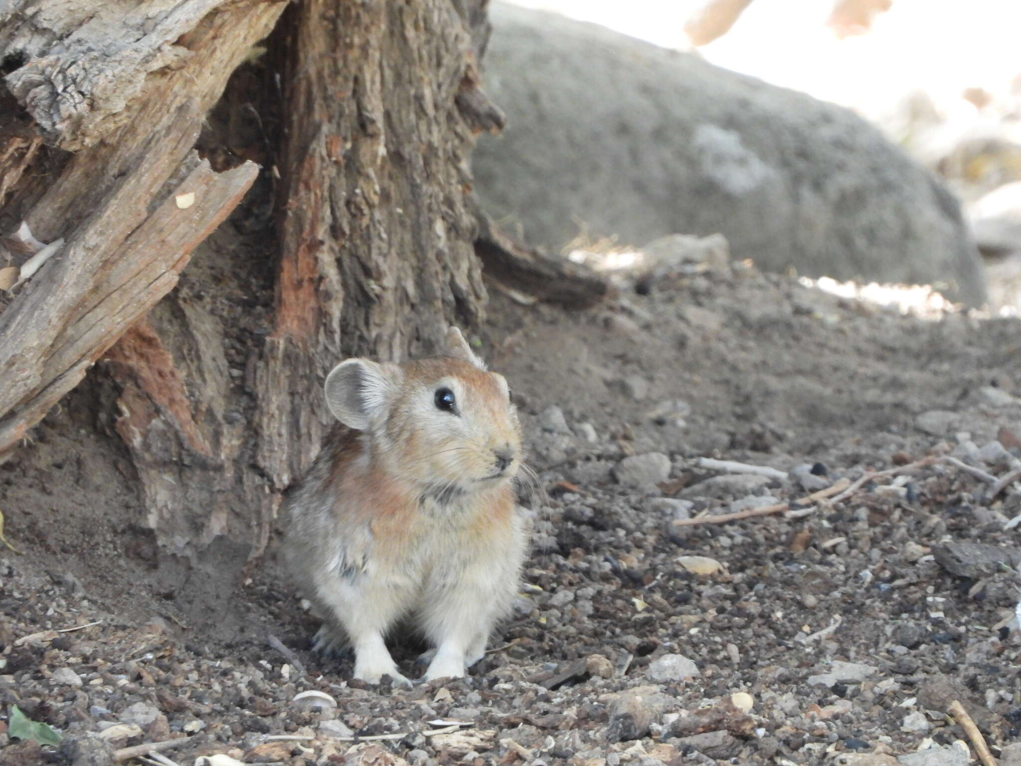 Image of Afghan Pika