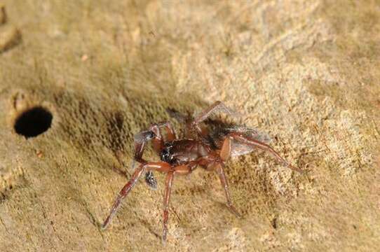 Image of Haplodrassus signifer (C. L. Koch 1839)