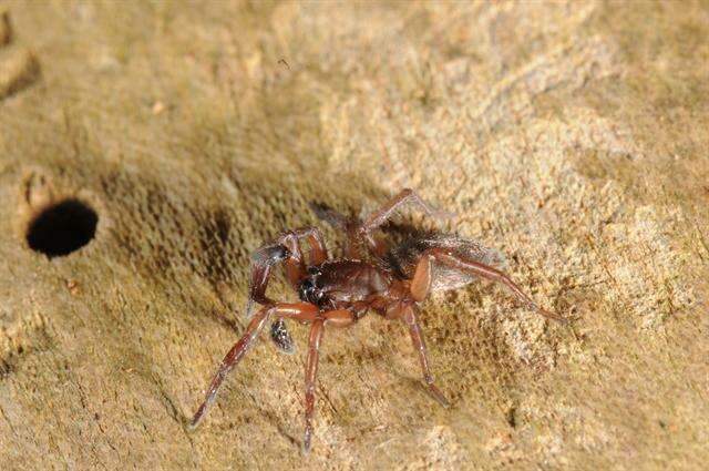 Image of Haplodrassus signifer (C. L. Koch 1839)