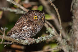 Image of Bearded Screech Owl