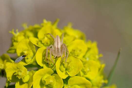 Image of Slender Crab Spiders