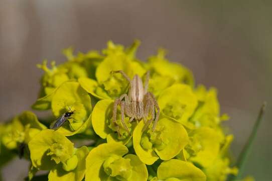 Image of Slender Crab Spiders