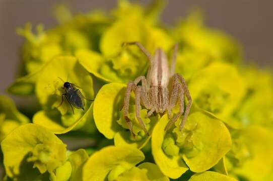 Image of Slender Crab Spiders