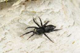 صورة Gnaphosidae