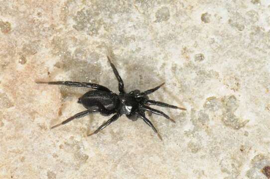 صورة Gnaphosidae