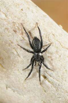 صورة Gnaphosidae