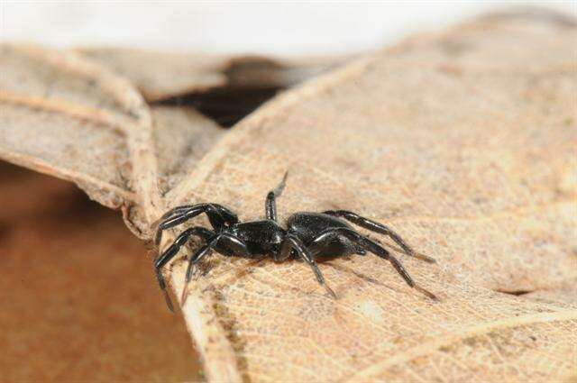 Image of ground spiders