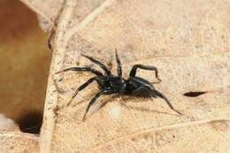 Image of ground spiders