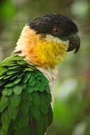 Image of Black-headed Parrot