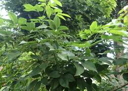 صورة Handroanthus heptaphyllus (Mart.) Mattos