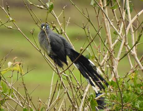 Image of Blue-faced Malkoha