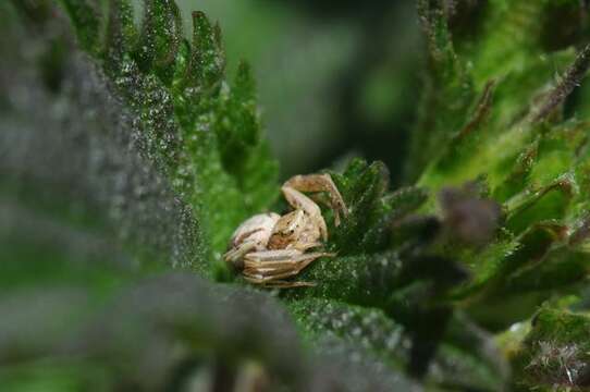 Image of crab spiders