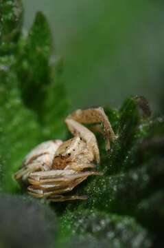 Image of crab spiders